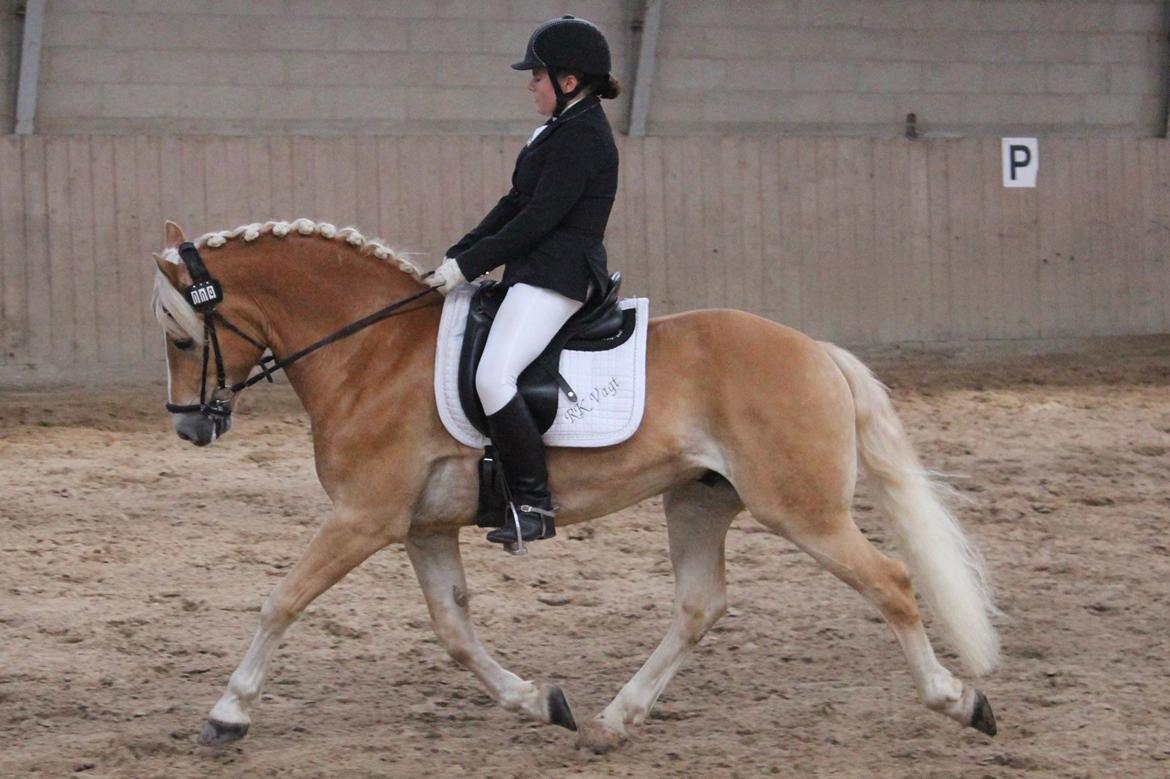 Haflinger Alganto a kroggaard billede 14