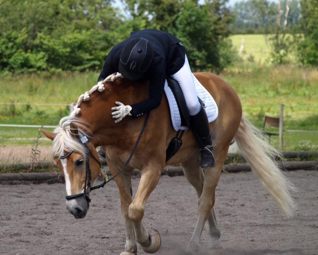 Haflinger Alganto a kroggaard billede 15