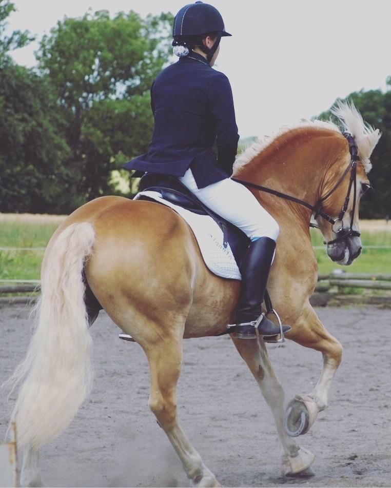 Haflinger Alganto a kroggaard billede 16
