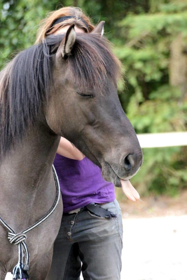 Islænder Spíla billede 2