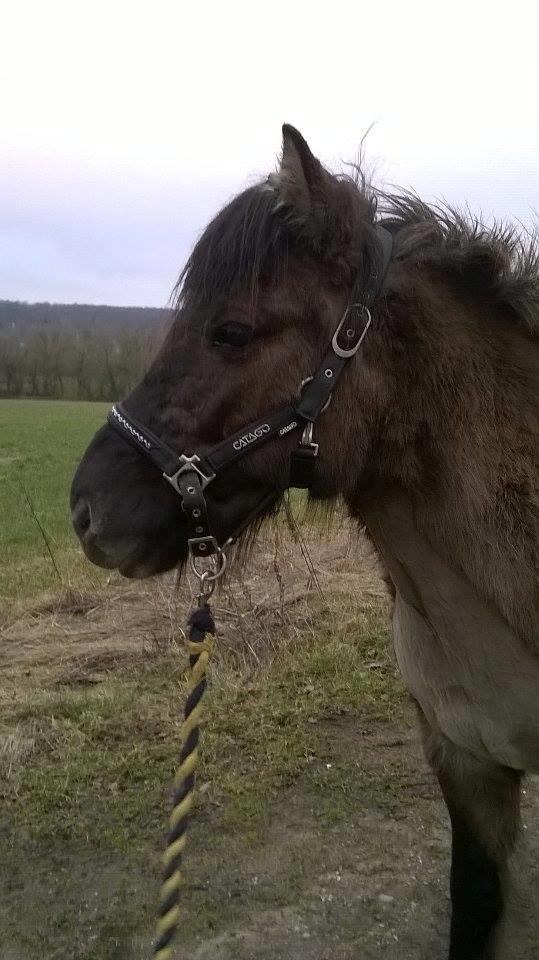 Islænder Spíla billede 3