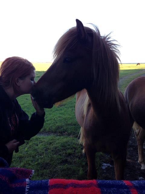 Islænder Spíla billede 4