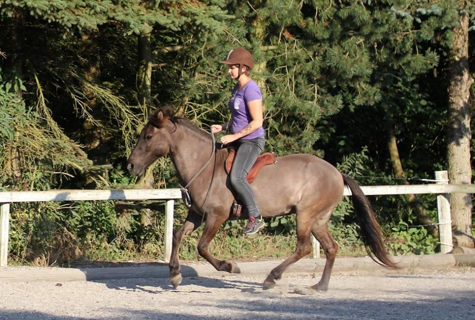 Islænder Spíla billede 1