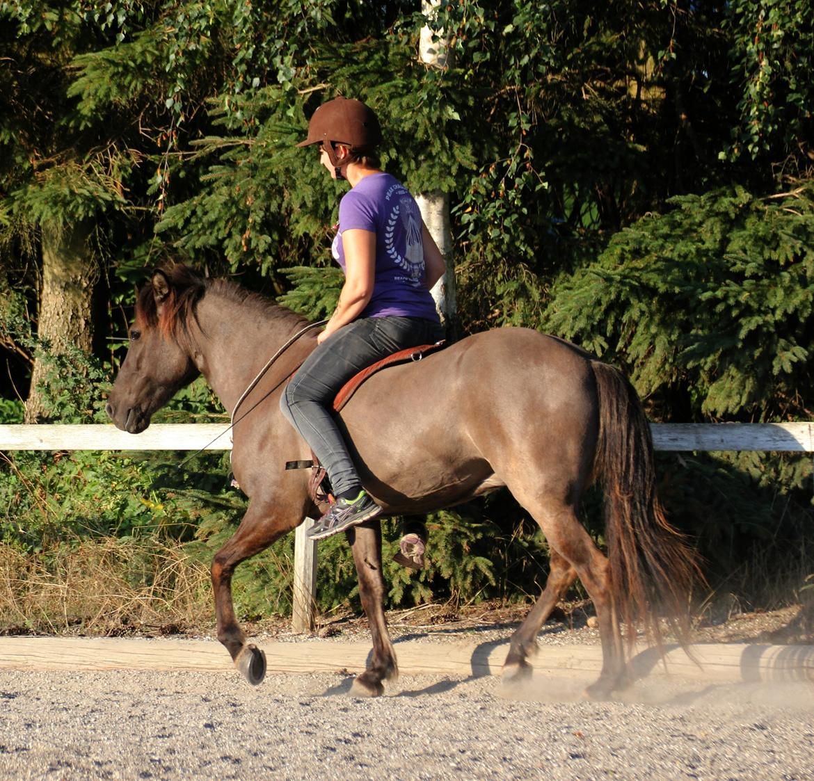 Islænder Spíla billede 6