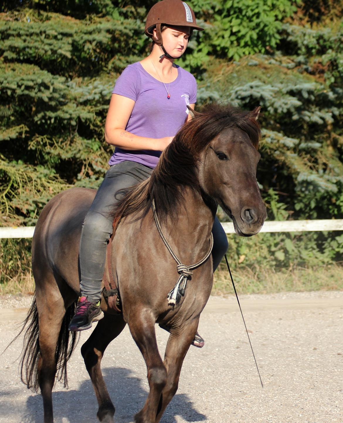 Islænder Spíla billede 5