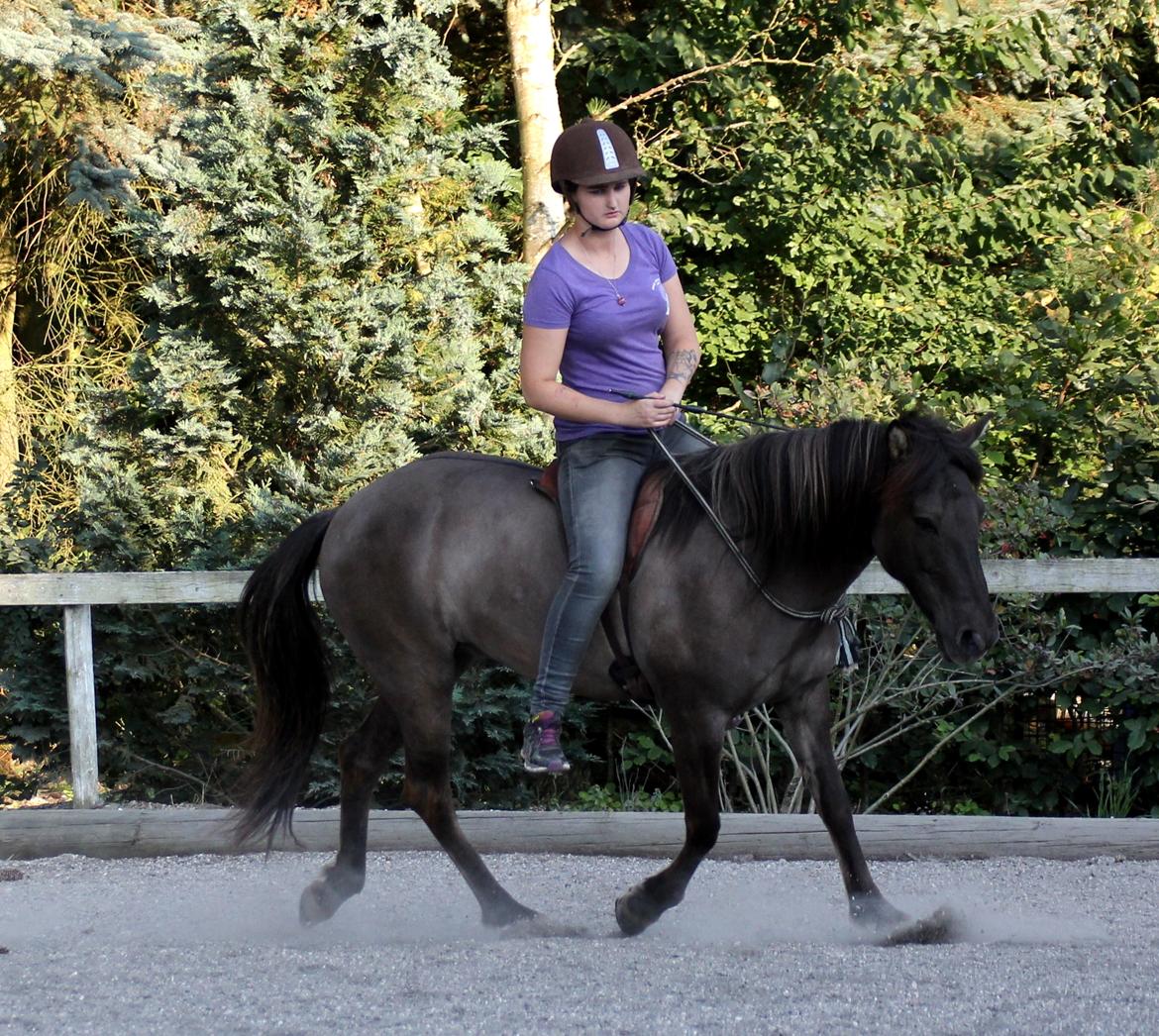 Islænder Spíla billede 7