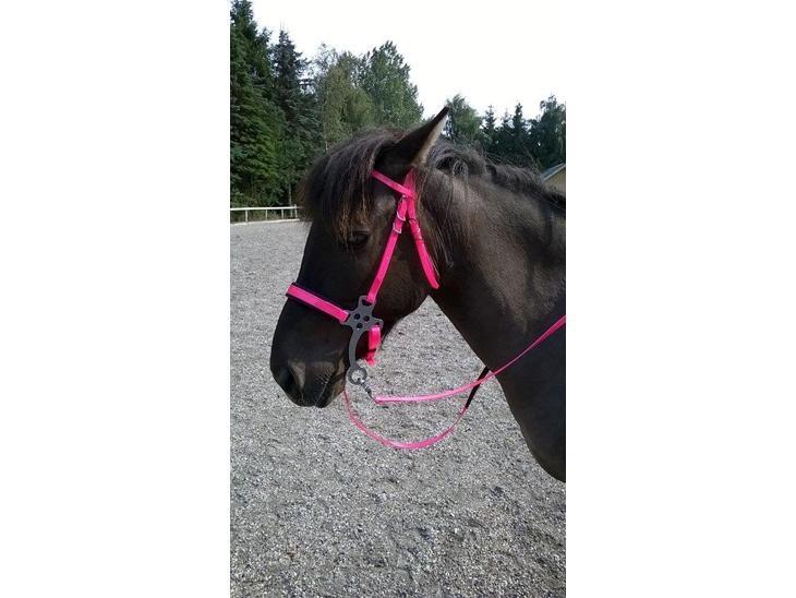 Islænder Spíla billede 8