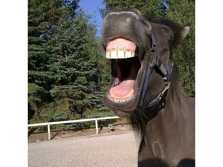 Islænder Spíla billede 9