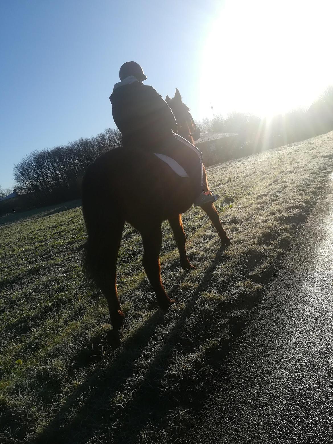 Dansk Varmblod Saskinelle rørsø billede 1