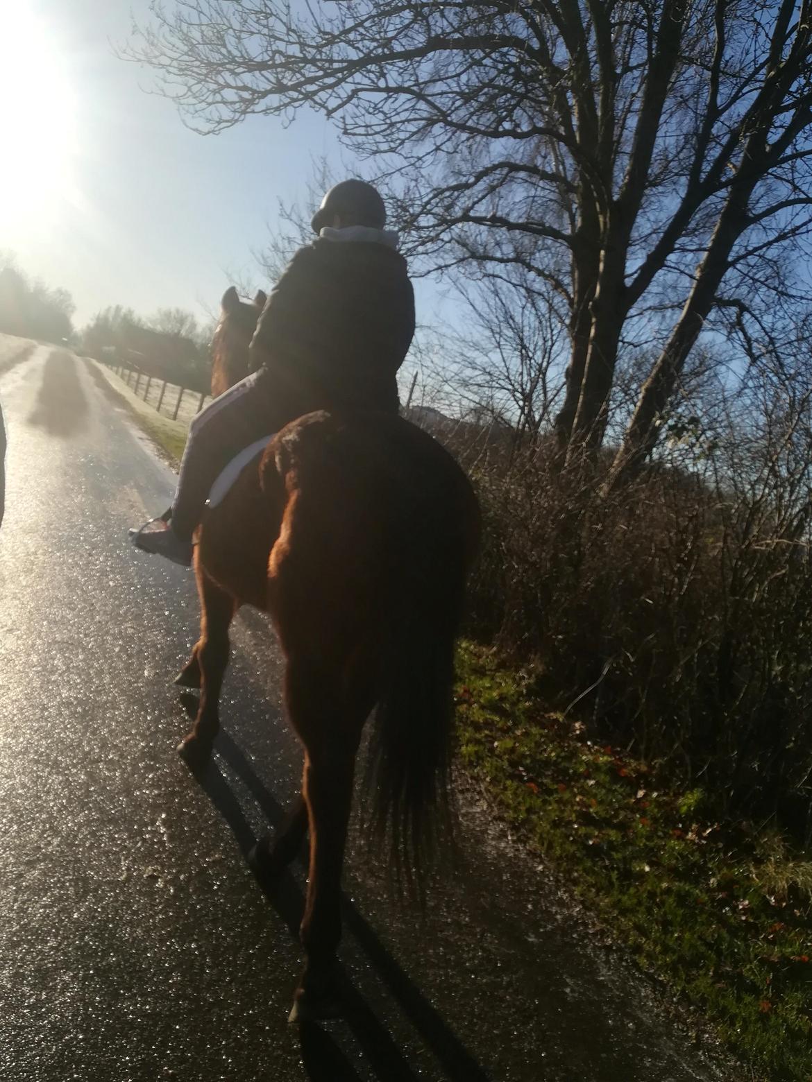 Dansk Varmblod Saskinelle rørsø billede 3