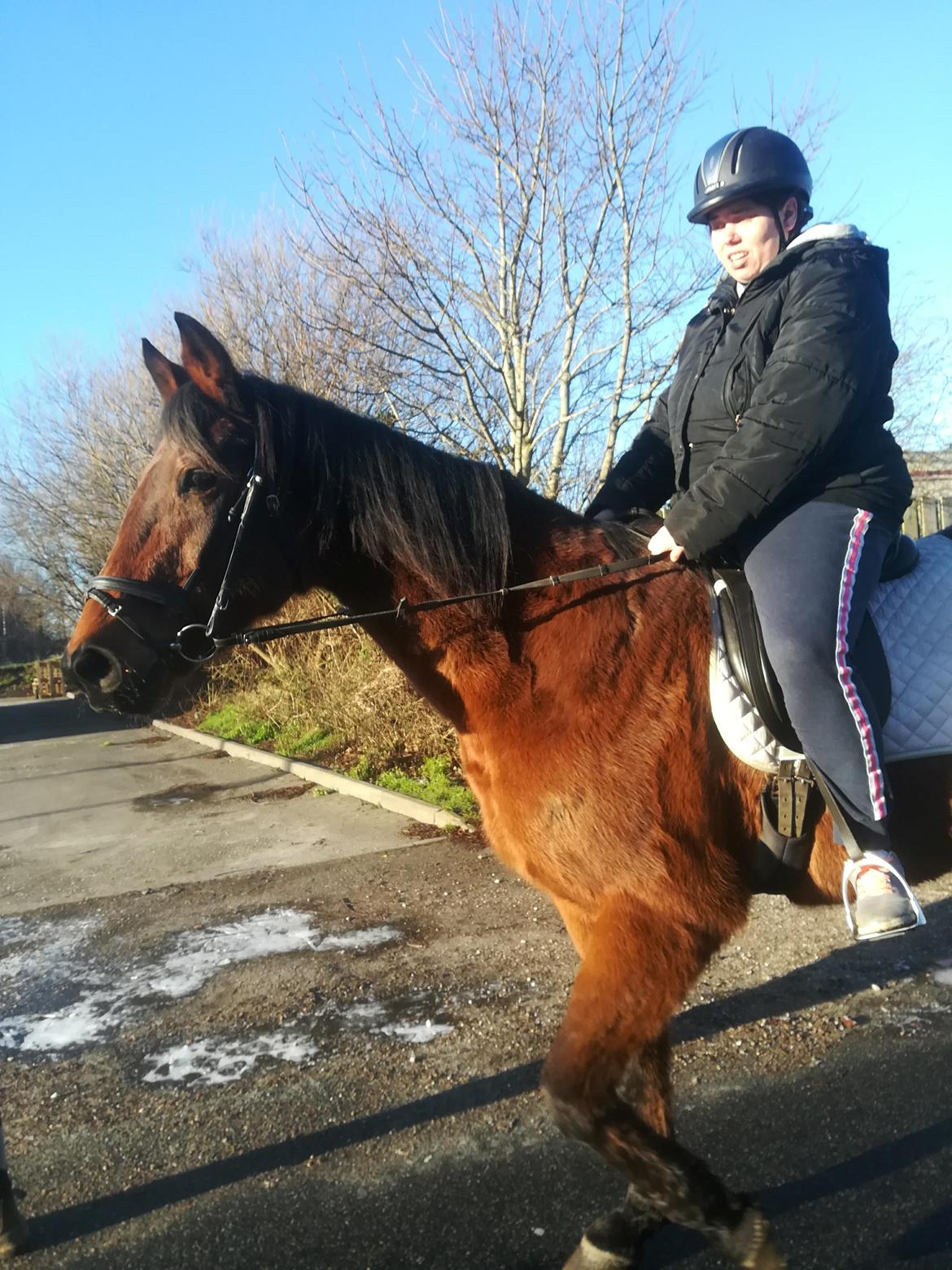 Dansk Varmblod Saskinelle rørsø billede 4