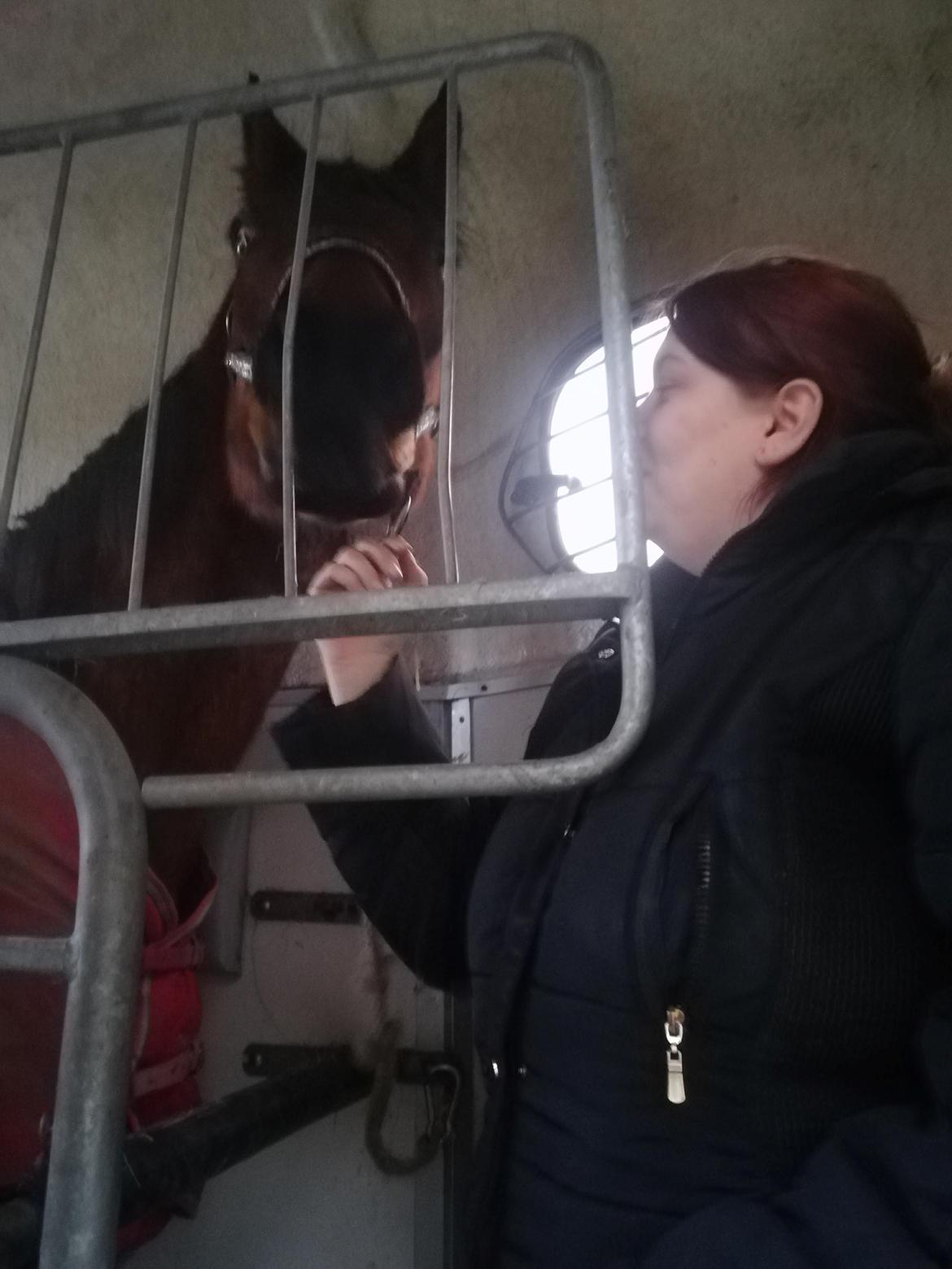 Dansk Varmblod Saskinelle rørsø billede 5