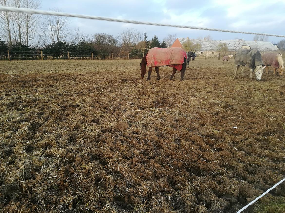 Dansk Varmblod Saskinelle rørsø billede 6