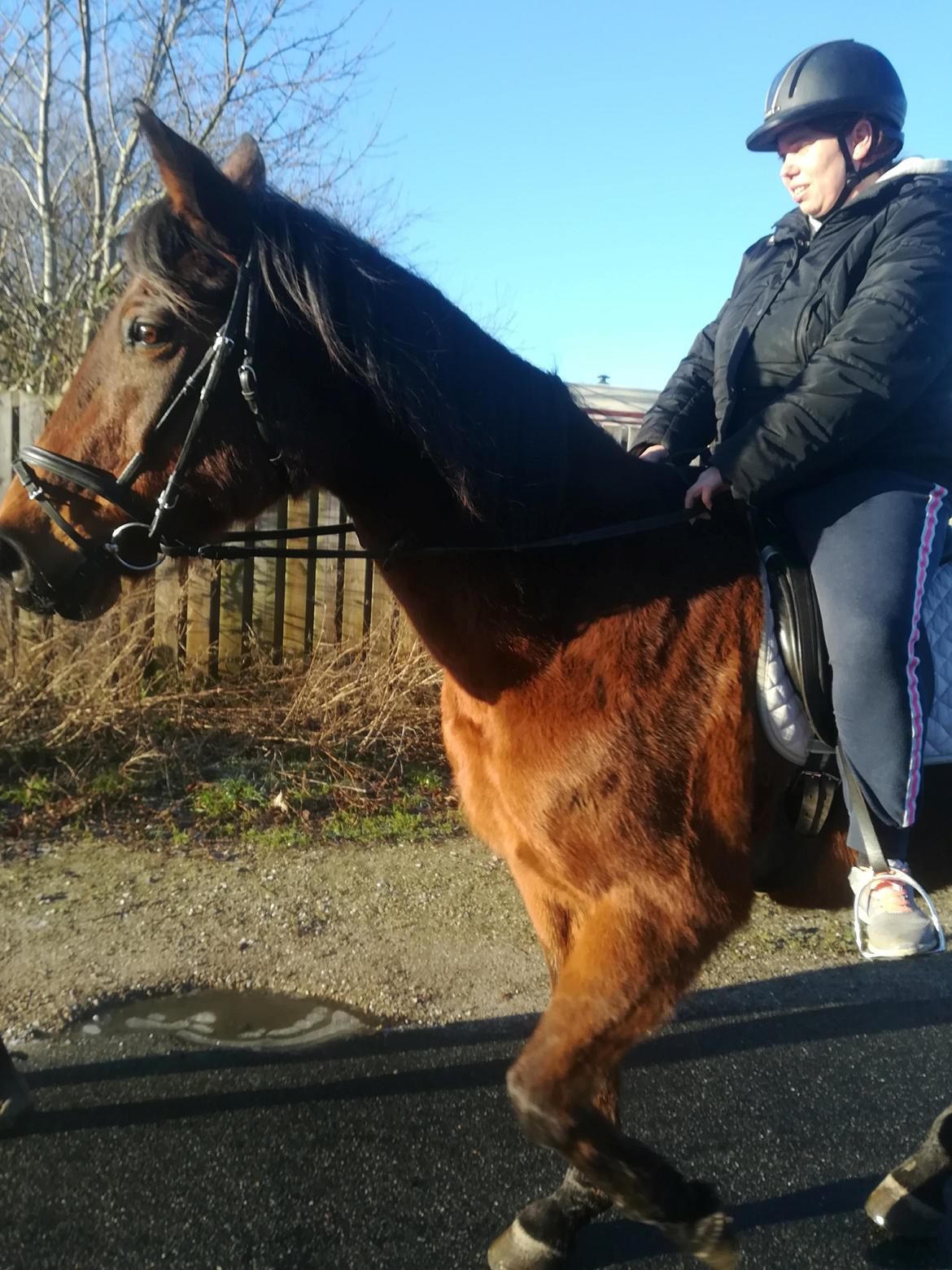 Dansk Varmblod Saskinelle rørsø billede 2