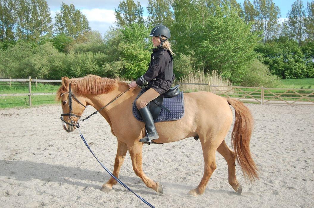 Anden særlig race Strejfer - Her en af de første gange jeg red på ham da vi havde fået ham hjem :-) billede 1