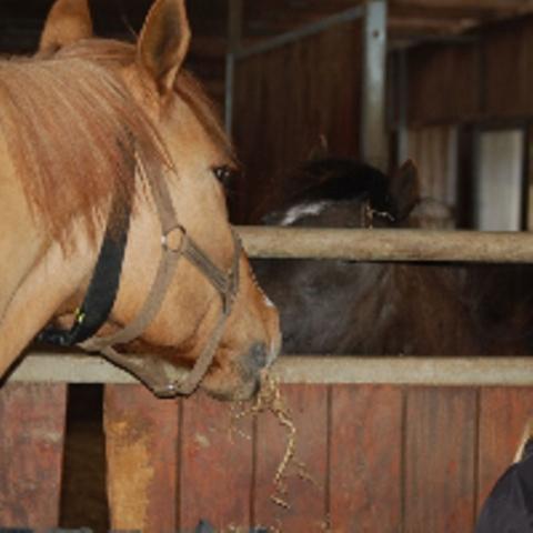 Anden særlig race Strejfer - Sorteper(himmelpony) og Strejfer hilste og delte wrap. Sødeste øjeblik ever!! billede 5
