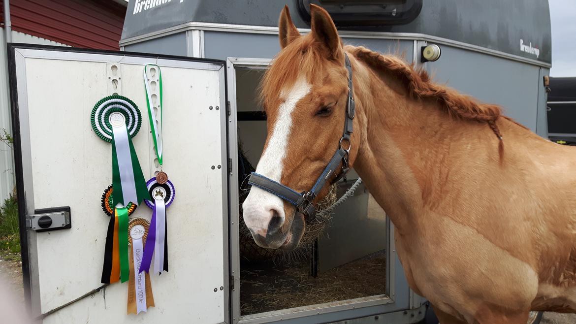 Anden særlig race Strejfer - Strejfer efter to fantastiske dage med stilstafetspringning. billede 6