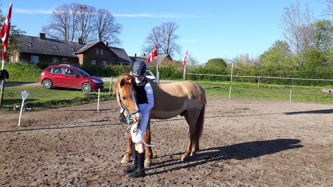 Anden særlig race Strejfer - SØG CNCP50. super dejlig pony billede 7