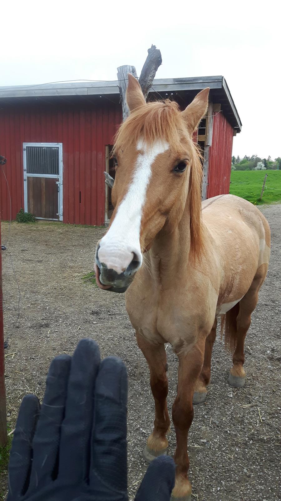 Anden særlig race Strejfer - Fjolle tid!!!!!! billede 8
