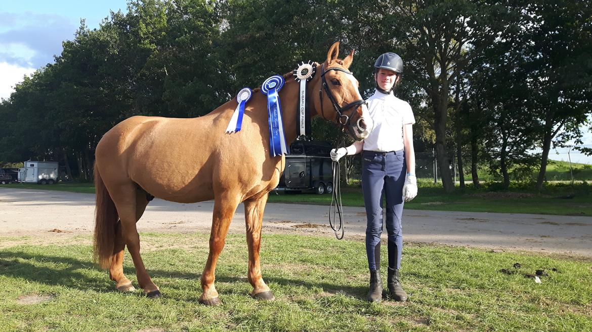 Anden særlig race Strejfer - Super dejlig pony på SHD med alle rosetterne.. billede 13