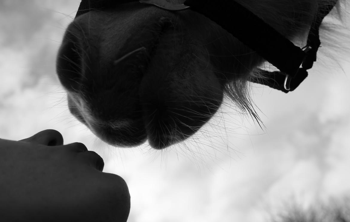 Haflinger Aura af kroggaard - Aura og jeg vil gerne byde jer velkommen til hendes profil :) billede 1