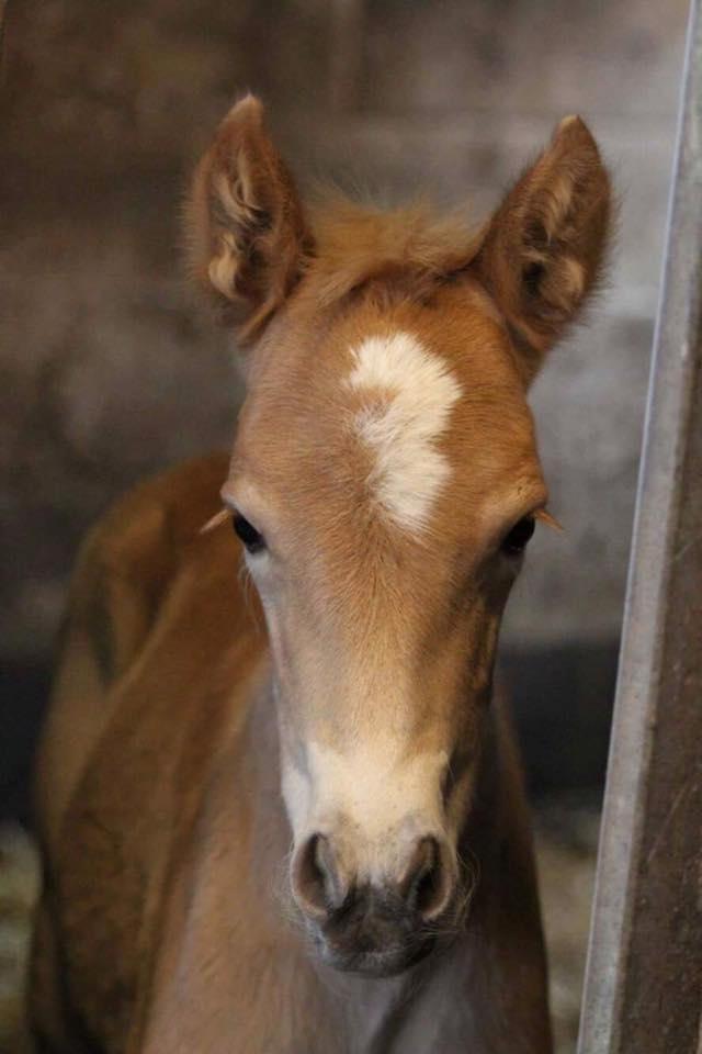 Haflinger Aura af kroggaard billede 2