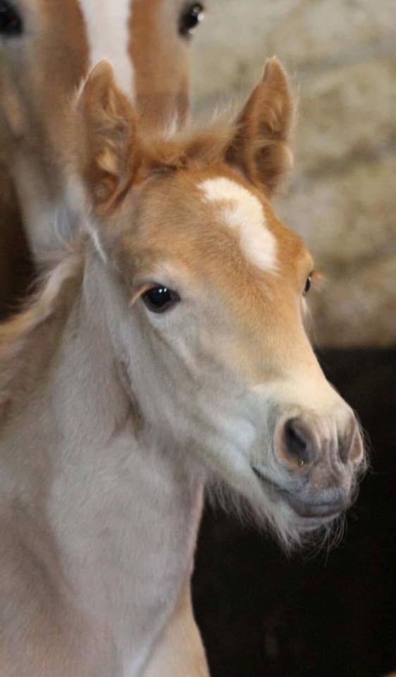 Haflinger Aura af kroggaard billede 3