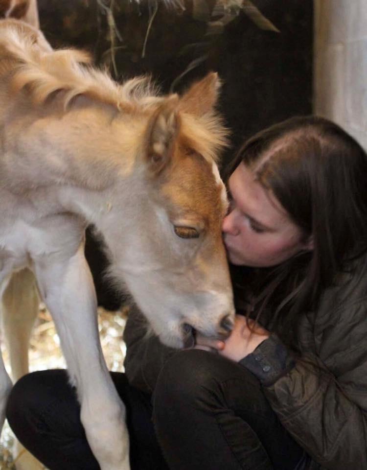 Haflinger Aura af kroggaard billede 4