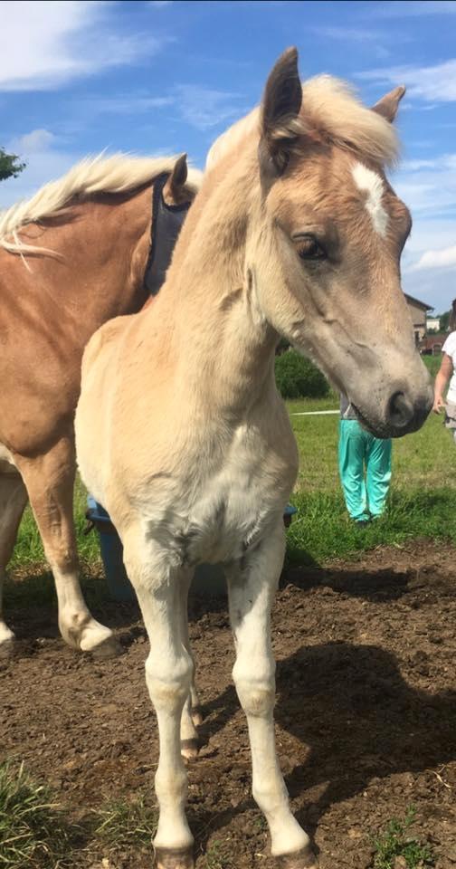 Haflinger Aura af kroggaard billede 5