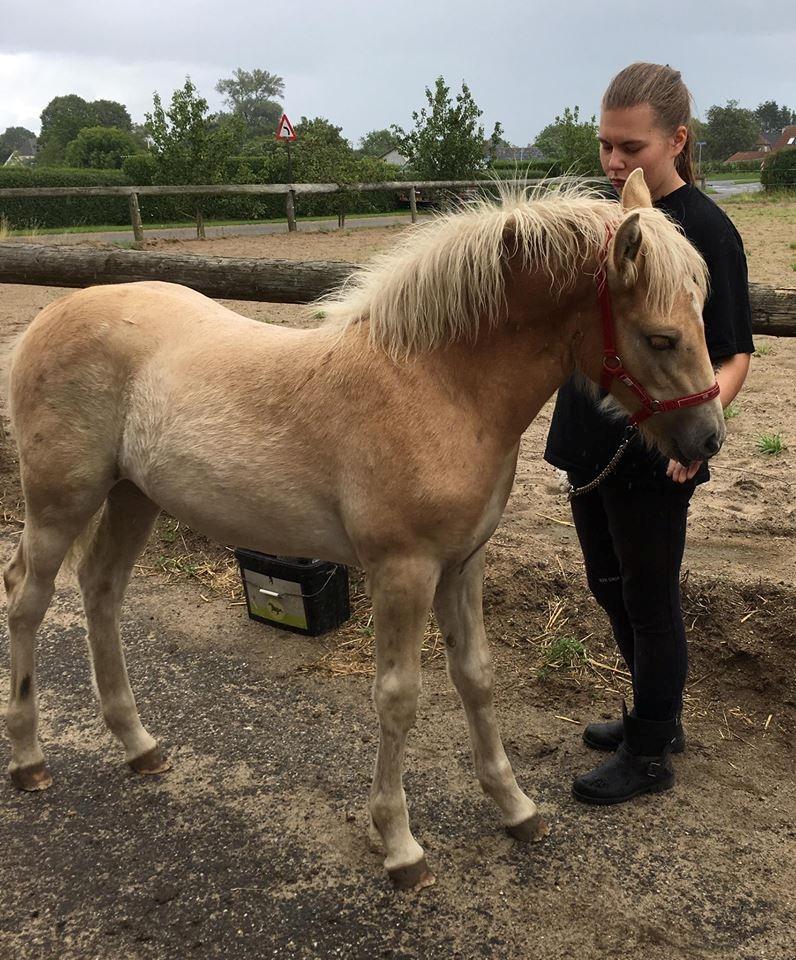 Haflinger Aura af kroggaard billede 6