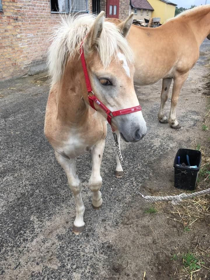 Haflinger Aura af kroggaard billede 7