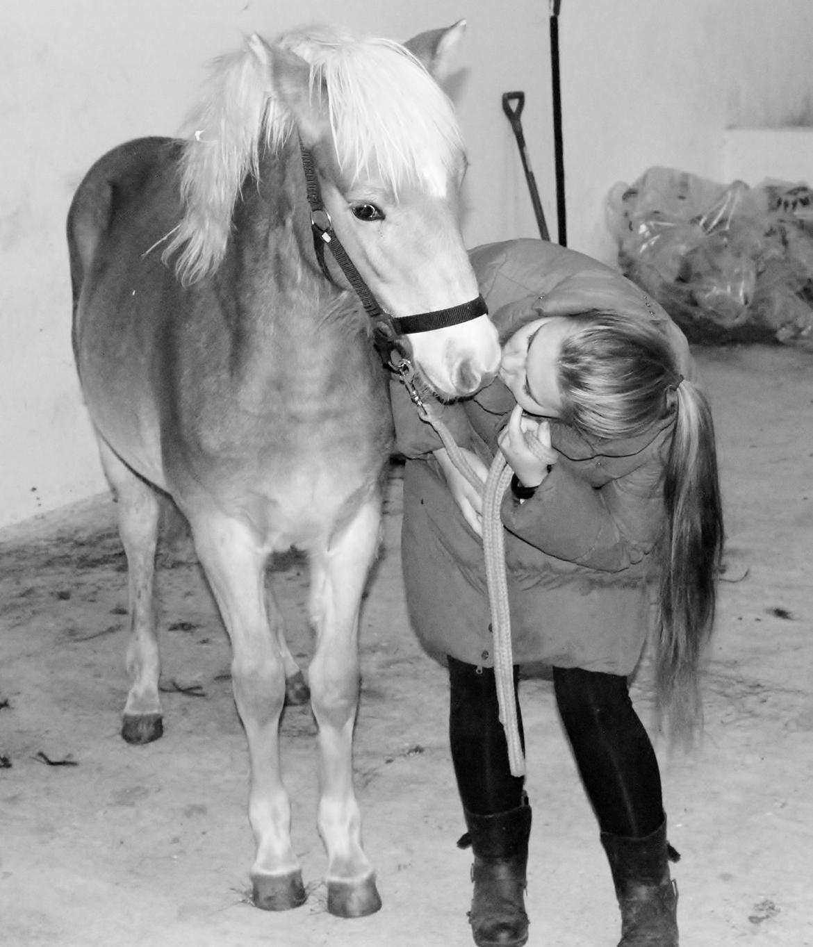 Haflinger Aura af kroggaard billede 8