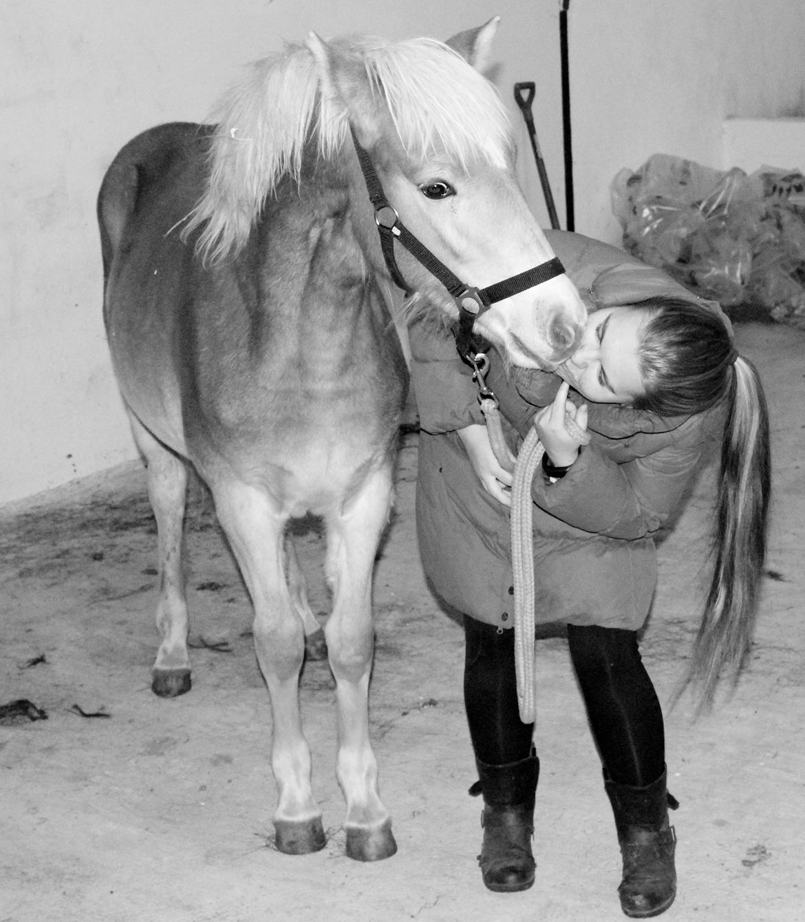 Haflinger Aura af kroggaard billede 9