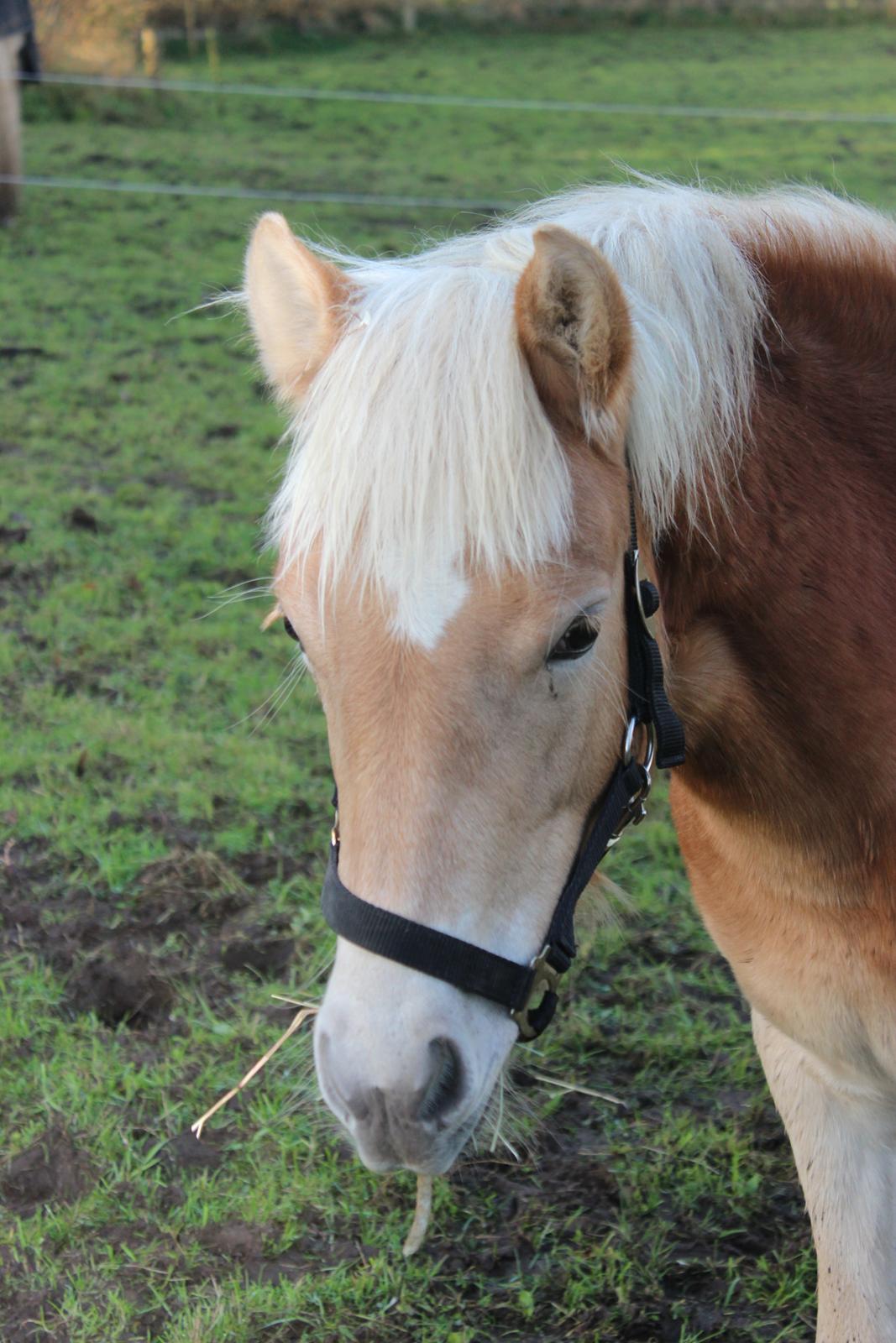 Haflinger Aura af kroggaard billede 10