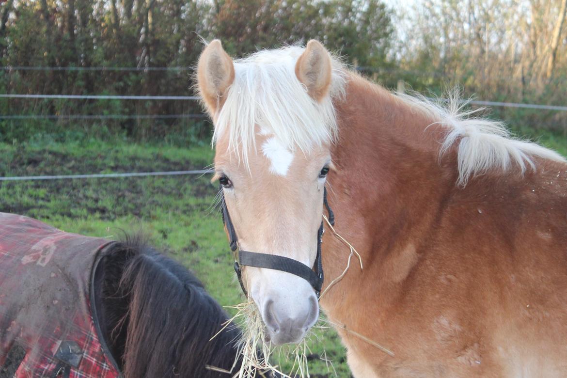 Haflinger Aura af kroggaard billede 11