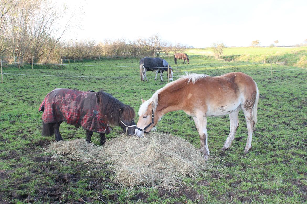 Haflinger Aura af kroggaard billede 12