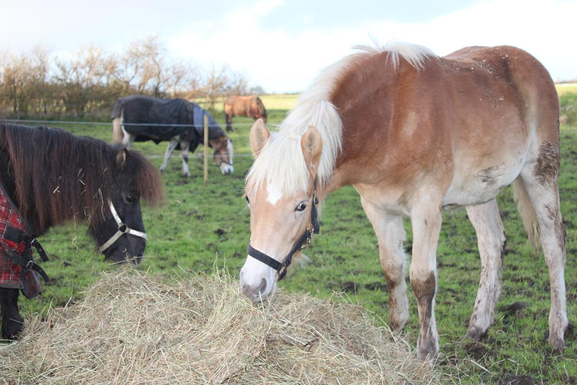Haflinger Aura af kroggaard billede 13