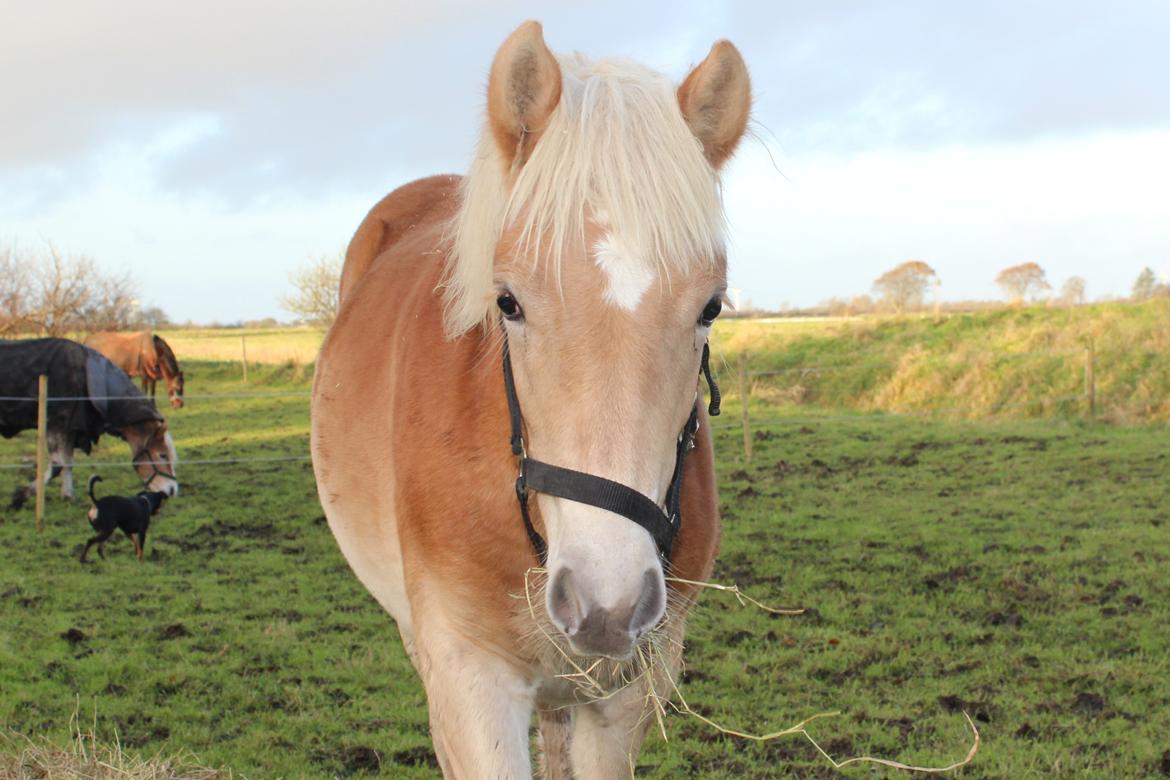 Haflinger Aura af kroggaard billede 14