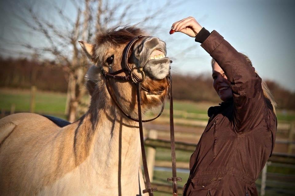 Fjordhest Græsmarkens Noma billede 3