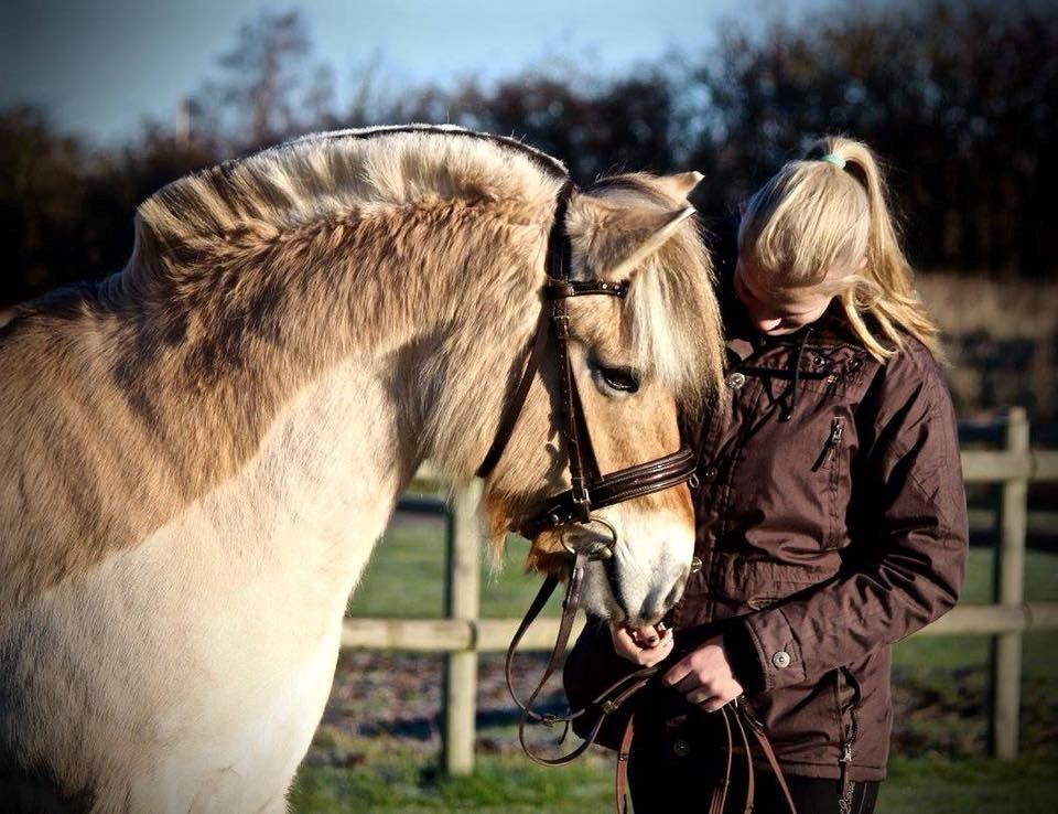Fjordhest Græsmarkens Noma billede 1
