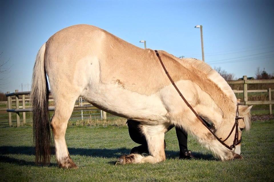 Fjordhest Græsmarkens Noma billede 9