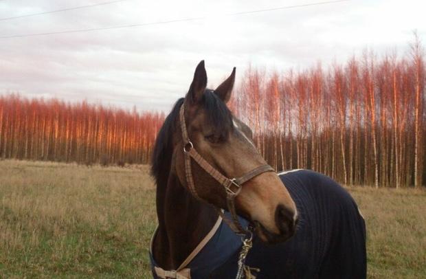 Tysk Oldenburger Libelle Blue billede 17