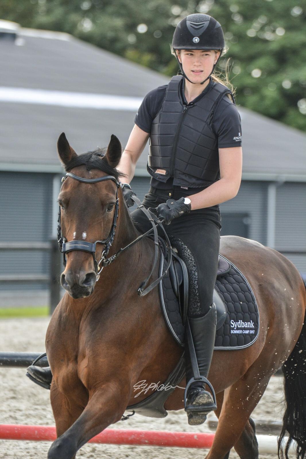 Lusitano Lipizzaner. Selbygårds Pillo Filippos billede 16