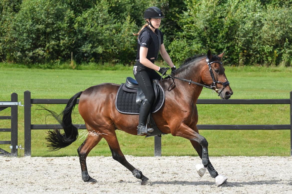 Lusitano Lipizzaner. Selbygårds Pillo Filippos billede 11