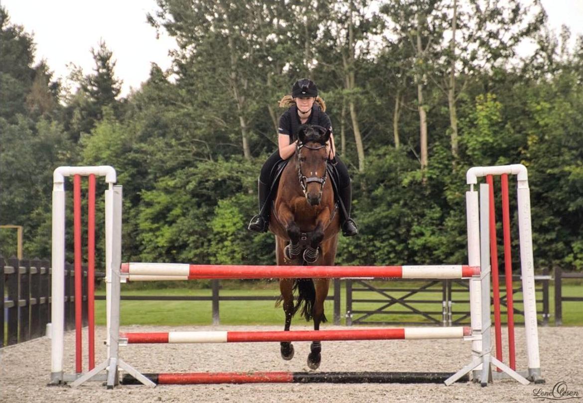 Lusitano Lipizzaner. Selbygårds Pillo Filippos billede 19