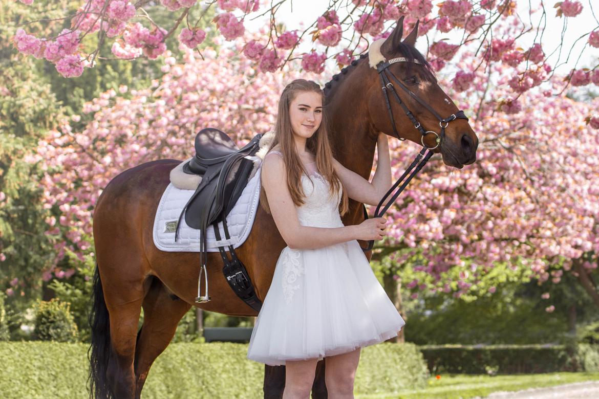 Lusitano Lipizzaner. Selbygårds Pillo Filippos billede 1