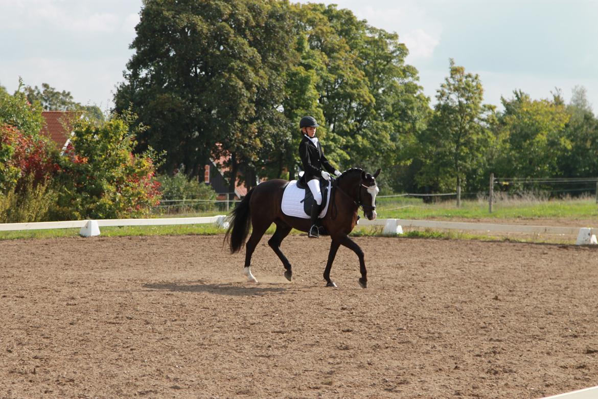 Welsh Partbred (Sec F) Hollywood's Bobby Brown  - Søhøjlandets cup 2014  billede 19