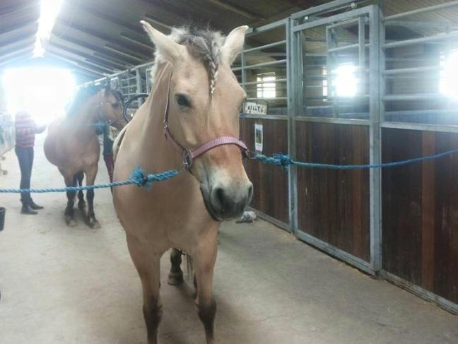 Fjordhest Trine billede 2