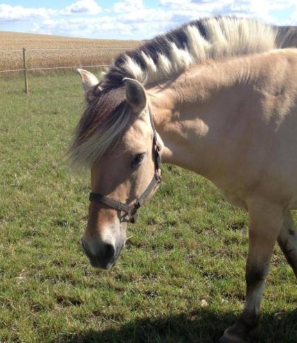 Fjordhest Trine billede 3