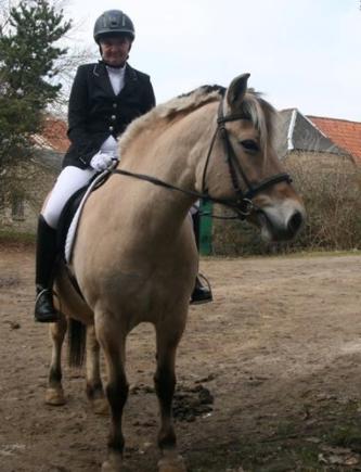 Fjordhest Trine billede 5